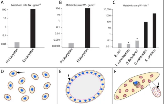 Figure 3: Energy availability in prokaryotes versus eukaryotes