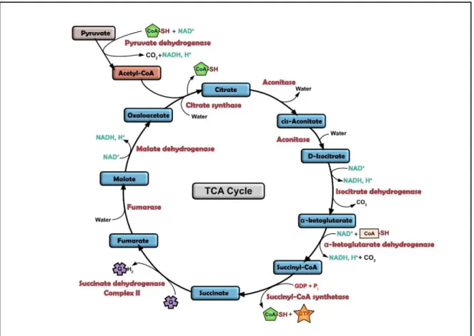 Figure 5: The TCA cycle
