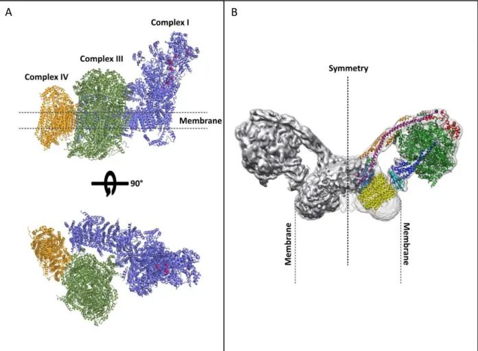 Figure 7: Supercomplexes organization