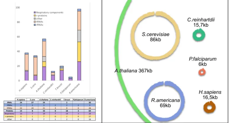 Figure 8: Mitochondrial genomes sizes and contents