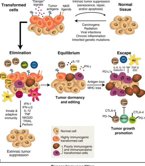 Figure  2.  The  cancer  immunoediting  concept.  Cancer  immunoediting  is  an  extrinsic  tumor  suppressor  mechanism  that  engages  only  after  cellular  transformation  has  occurred  and  intrinsic  tumor  suppressor  mechanisms  have  failed