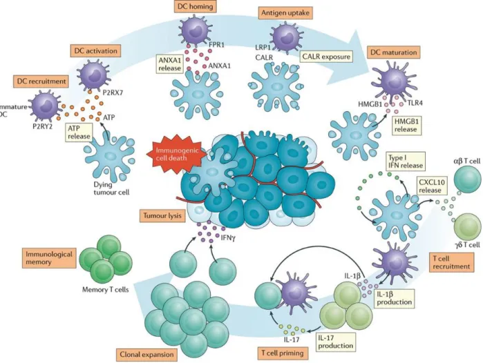 Figure 3. Mechanisms of chemotherapy-driven ICD.  In response to inducers of immunogenic cell  death  (ICD),  such  as  doxorubicin  or  oxaliplatin,  malignant  cells  expose  calreticulin  (CALR)  and  other  endoplasmic reticulum chaperones on their sur