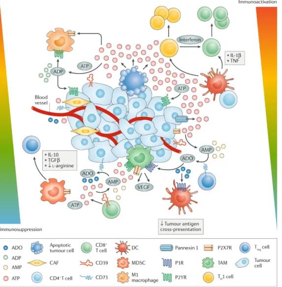 Figure 6. Modulation of immune cell responses by extracellular ATP in the tumour  microenvironment  (Di Virgilio et al., 2018)