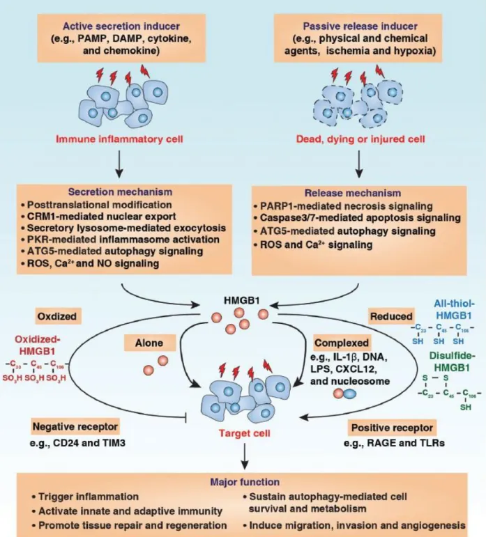 Figure 7. HMGB1 release and extracellular function.  HMGB1 can be actively secreted by immune  inflammatory cells or passively released by dead, dying or injured cells into the extracellular milieu by  several different mechanisms as indicated