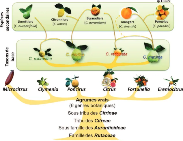 Figure 4. Classification des agrumes et origine génétique des Citrus cultivés 