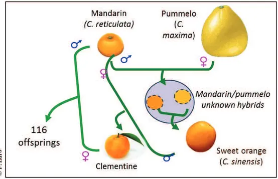 Figure 18. Origine phylogénétique de la population Clémentinier x mandarinier  La  population  est  cultivée  en  plein  champ  sur  le  site  de  la  station  de  recherche  agronomique  INRA-CIRAD  de  San  Giuliano,  Corse  (42°18  Nord,  9°29  Est)