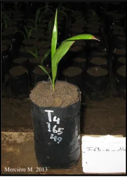 Figure  5.  Photo  de  graine  germée  au  stade trois feuilles en prépépinière. Les  marques  de  flétrissement  en  bout  des  feuilles  témoignent  de  l’infection  de  la  plantule par G