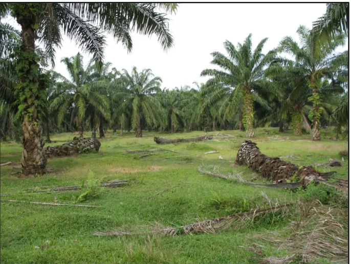 Figure 7. Photo d’une clairière due à l’impact de la BSR dans la plantation de Tanah Gambus (Indonésie) 