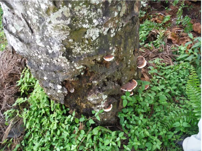 Figure 8. Fructification multiple de G. boninense à la base d’un stipe de palmier à huile dans la plantation  de Tanah Gambus (Indonésie) 