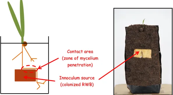 Figure 10. Schéma et photo du dispositif d’inoculation de la graines germées au stade 2  feuilles en prépépinière Innoculum source (colonized RWB) Contact area (zone of mycelium penetration)