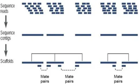 Figure  13.  Schéma  générale  des  étapes  d’assemblage  de  génome  ou  transcriptome 
