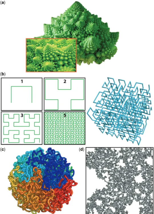 Figure 1. Examples of 2D and 3D fractals. (a) The romanesco broccoli is one of the most popular natural fractal architecture