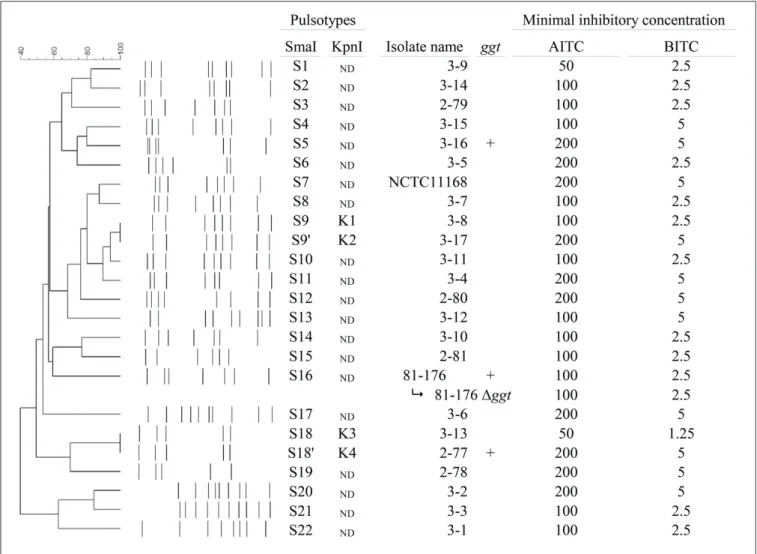 FIGURE 1 | AITC and BITC minimal inhibitory concentrations (determined by agar dilution method) on 24 C