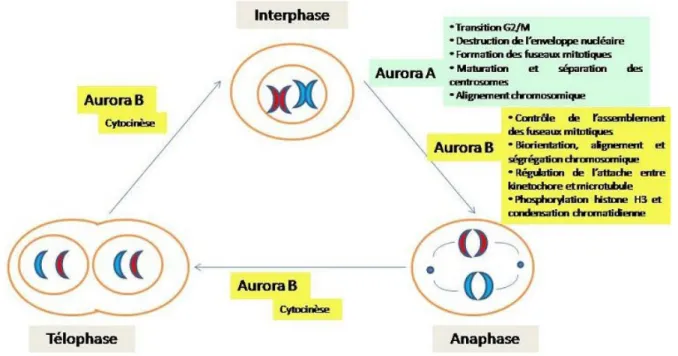 Figure 1 : rôle des kinases Aurora A et B dans la mitose