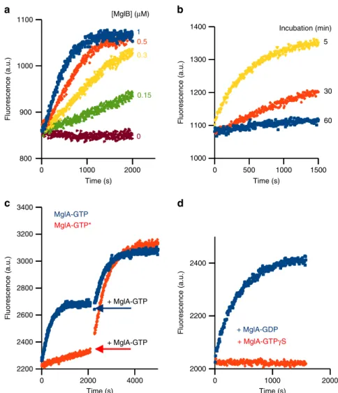 Fig. 3 Inactivation of MglA by MglB is regulated by a positive feedback loop. a Kinetics of GTP hydrolysis stimulated by MglB