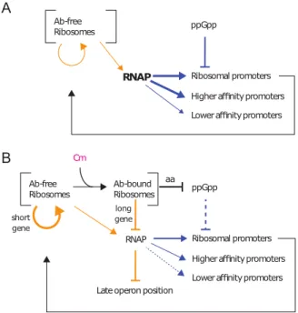 FIG 5 Summary. Orange arrows show translation effects, and blue arrows show transcription effects