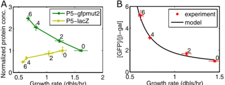 FIG 3 Gene length can inﬂuence gene expression under translation limitation. (A) Change in GFP (238 aa) and ␤ -galactosidase (1,024 aa) expressed from the P5 promoter as a function of increasing  chlor-amphenicol concentration