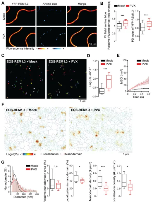 Fig 1. REM1.3 modulates plasmodesmata callose accumulation and displays altered PM organization and dynamic following PVX infection