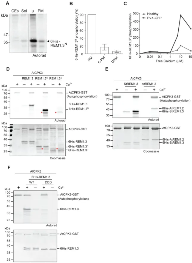 Fig 5. AtCPK3 phosphorylates REM1.3 in a calcium-dependent manner. (A, B) In vitro phosphorylation of purified 6His:REM1.3 N by kinase(s) from different cellular fractions of N