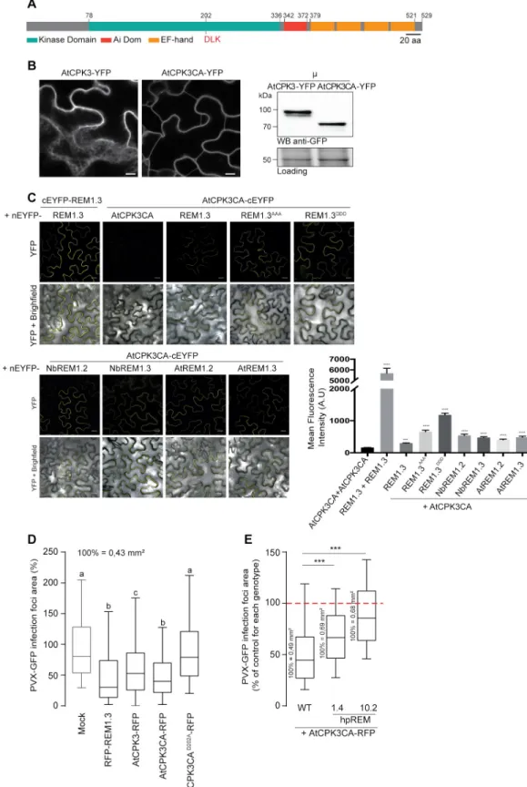 Fig 6. AtCPK3 physically interacts in vivo with group 1b REMs and impairs PVX cell-to-cell movement in a REM- REM-dependent manner