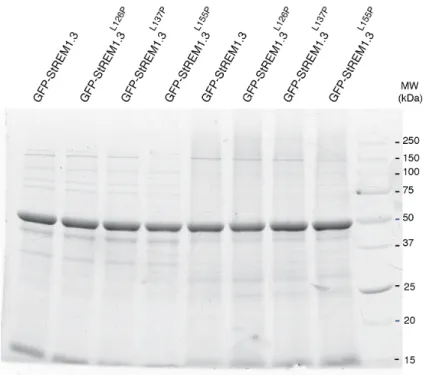 Figure S8. Stain-free of SDS_PAGE showing the loading of proteins for the western  blot presented Figure 1.