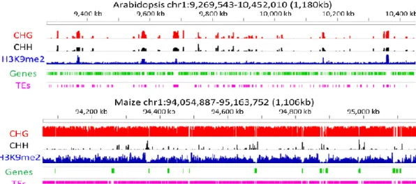 Fig 1. 4  Epigenome organization in Arabidopsis and maize. The organization of genes (green)  and TEs (pink), the relative abundance of three chromatin modifications, CHG DNA methylation  (red), CHH DNA methylation (black), and H3K9me2 methylation (blue)
