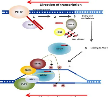 Fig 1. 6 Mechanism of RdDM in plants. RNA transcripts are generated from repetitive sequences  (transposons  and  others)  by  an  RNA  polymerase  known  as  PolI  V