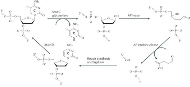 Fig 1. 8    Active DNA demethylation through direct base excision repair pathway in plants  (Wu and Zhang 2010)