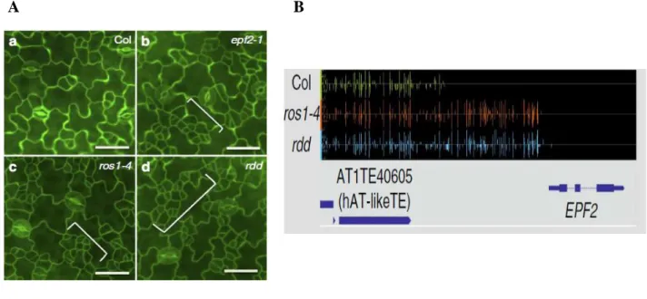 Fig  1.  10    Phenotypic  analysis  of  epidermal  patterning  in  the  ros1  and  rdd  mutants  and  promoter DNA methylation of EPF2 in Arabidopsis