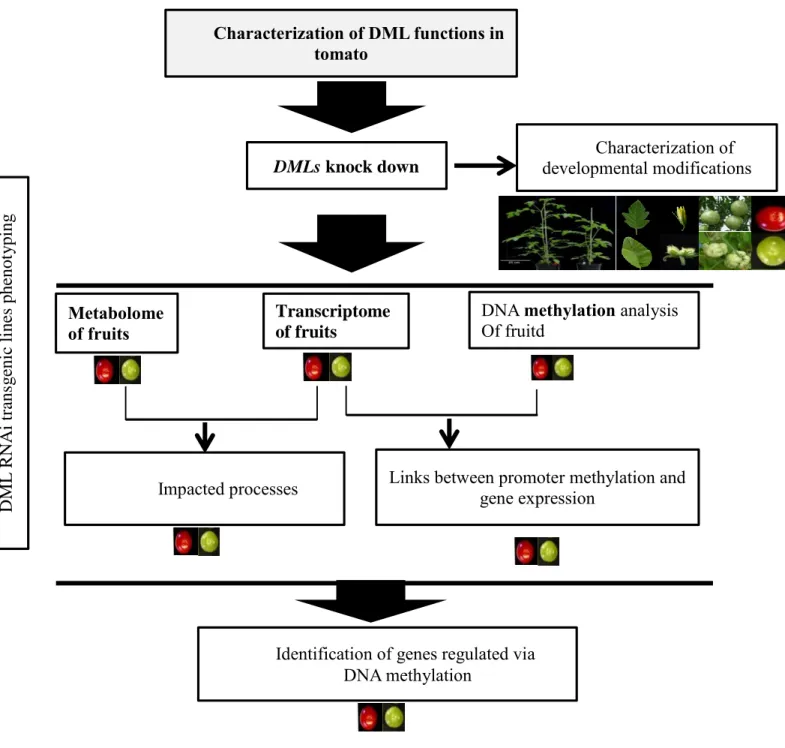 Fig  1.  15      Strategy  used  for  this  PhD  project  to  study  functional  analysis  of  active  DNA  demethylation in tomato
