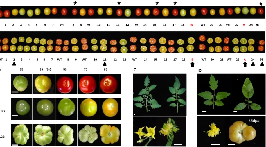 Figure S3: Fruit, flower and leaf phenotypes of transgenic RNAi plants. (A) Phenotype of fruits formed on T2 plants (line 8) obtained after self-pollination of  a single T1 parent