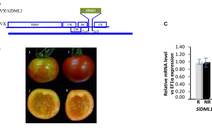 Figure  S4:  VIGS  analysis  of  SlDML2  function  in  tomato  fruit  ripening.  (A)  Construction  of  PVX/SlDML2