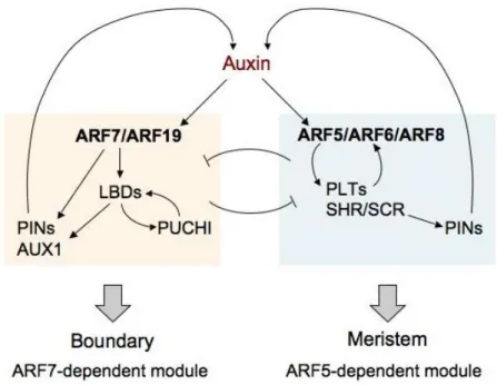 Figure 2.1. Prediction of the gene regulatory network during LRP development organized into two  subnetworks by TDCor (Ph.D