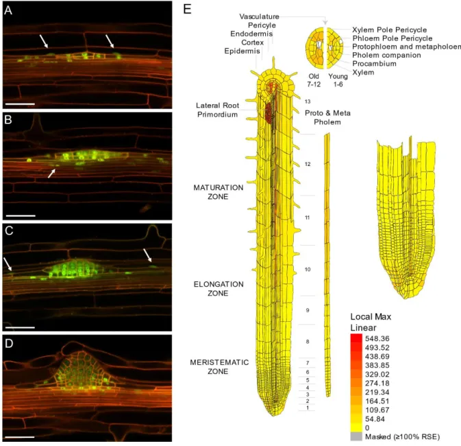 Figure 2.2. Expression of GFP-PUCHI in LRPs and the primary root. (A)  GFP-PUCHI expression could  be  detected  in  endodermal  cells  surrounding  the  developing  LRP  (arrow)
