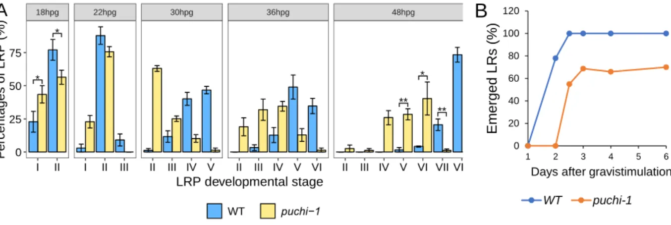 Figure 2.4. Kinetics of LRP development in WT and puchi-1. (A) Distribution of developmental stages  as described by Malamy and Benfey (1997) achieved by gravistimulation-induced LRP formation in WT  and puchi-1 roots at 18, 22, 30, 36 and 48 hours post gr