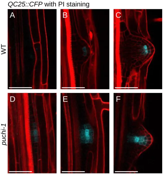 Figure 2.8. Expression of the QC-specific marker QC25::CFP is altered in puchi-1 mutant