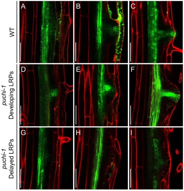 Figure 2.9. Auxin gradient as revealed by DR5::GFP reporter in WT and puchi-1 LRPs and LRs