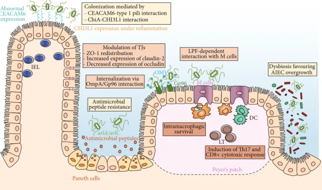 Figure 1: Strategies used by AIEC to trigger intestinal inflammation. (1) AIEC are able to strongly adhere to intestinal epithelial cells and colonize gut mucosa using type 1 pili that can bind to mannose residues of CEACAM6, which is overexpressed on the 