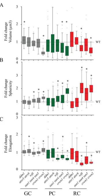 Fig. 5. Alteration of chromatin organisation in mutant nuclei from guard cells, pavement cells and root hair cells