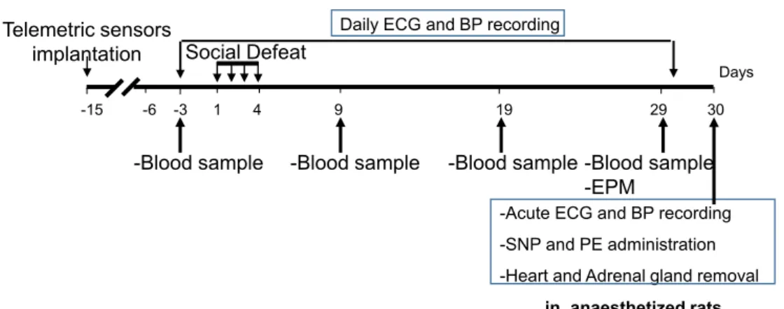 Fig. 1. Experimental timeline of the experiment. EPM was performed at Day 9 and day 29, and HRV parameters, HR and MAP were obtained under anesthesia at  Day 30