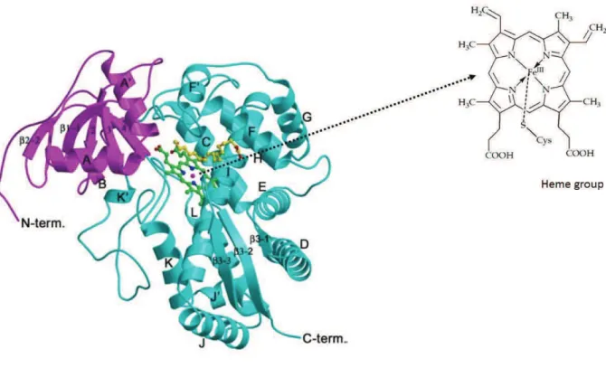 Figure 2: Ribbon representation of P450 CYP74A structure.  