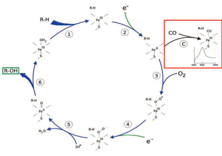 Figure 3: The P450 catalytic cycle.  