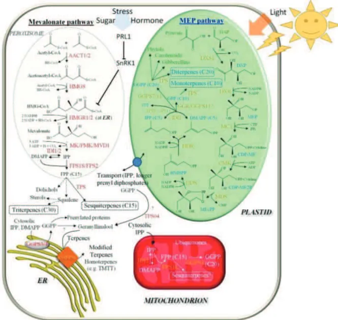 Figure from Tholl and Lee, 2011. 