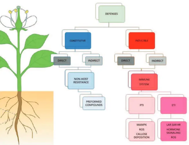 Figure 10: Schematic representation of plant defenses. 