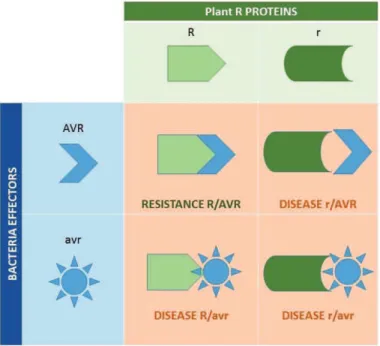 Figure  12:  Schematic  representation  of  the Gene-for-Gene theory coined by Flor  in 1971, in a biotrophic interaction