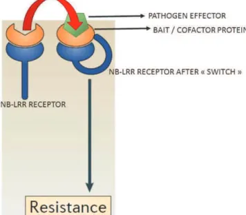 Figure  14:  The  Bait  and  Switch  Model  according to Collier and Moffett (2009).  