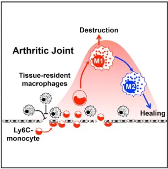 Figure 14. Contribution des monocytes non-classiques au développement de l’arthrite murine par transfert  de  sérum  K/BxN