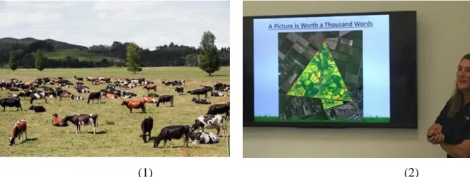 Fig. 8 Le bétail en pâturage parcellisé en Nouvelle Zélande (1) et la technologie d’imagerie par satellite  SPACE TM  (Satellite Pasture And Cover Evaluation) proposée aux éleveurs pour évaluer à distance l’état de 