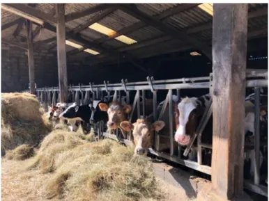 Fig. 10 Vaches laitières en stabulation. Une ferme laitière en France. 