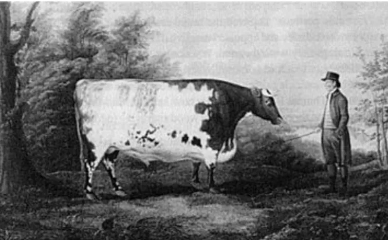 Fig. 23 Le portrait de ‘Durham Ox’ peint par John Boultbee (1753–1812). Source : (Quinn 1993) 